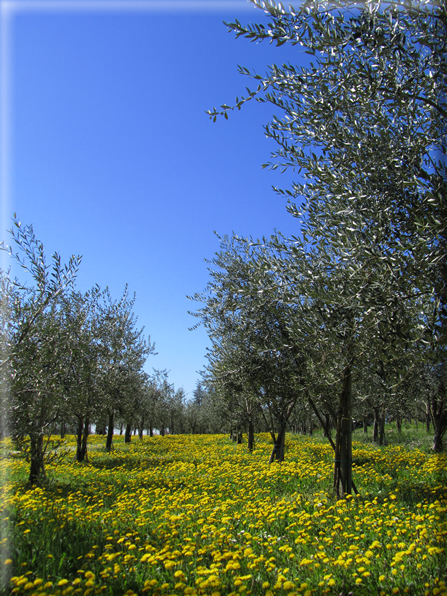 foto Paesaggi Collinari in Primavera